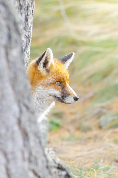 Red fox in autumn, Valle dell Orco, Gran Paradiso National Park, Graian alps, Province of Turin, Piedmont, Italy