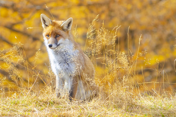 Red fox in autumn, Valle dell Orco, Gran Paradiso National Park, Graian alps, Province of Turin, Piedmont, Italy