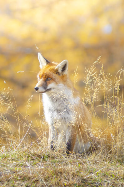 Red fox in autumn, Valle dell Orco, Gran Paradiso National Park, Graian alps, Province of Turin, Piedmont, Italy