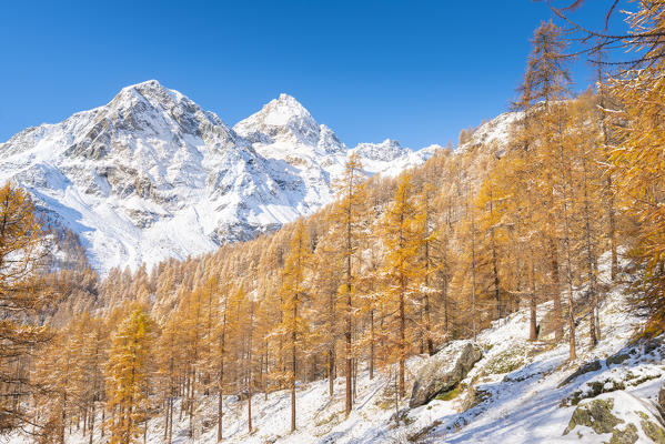 Monte Croce and Grand Tournalin over the larches, Val d'Ayas, Aosta Valley, Italian alps, Italy