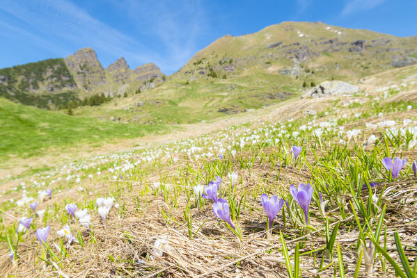 Blooming crocus at Baita Monte Campo, Val Brembana, Alpi Orobie, province of Bergamo, Lombardy, Italian alps, Italy