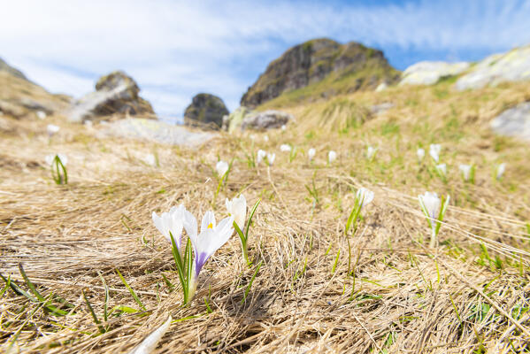 Crocus under Tre Pizzi, Val Brembana, Alpi Orobie, province of Bergamo, Lombardy, Italian alps, Italy