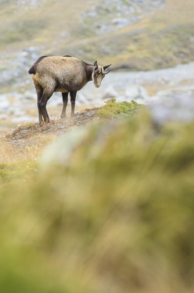 A chamois in high quote, on autumnal grasslands. (Valsavarenche, Gran Paradiso National Park, Aosta valley, Italy)