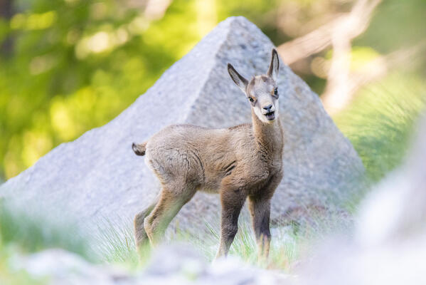A puppy of chamois, Valle dell Orco, Gran Paradiso National Park, Province of Turin, italian alps, Piedmont Italy
