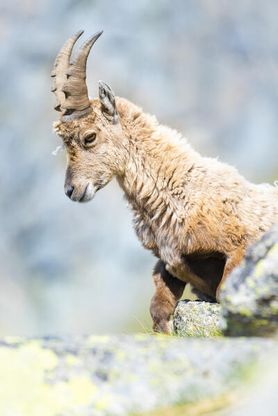 Young ibex, Valle dell Orco, Gran Paradiso National Park, Province of Turin, italian alps, Piedmont Italy