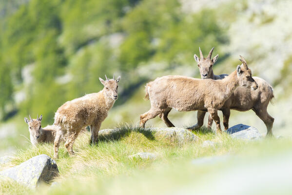 A group of ibex, Valle dell Orco, Gran Paradiso National Park, Province of Turin, italian alps, Piedmont Italy