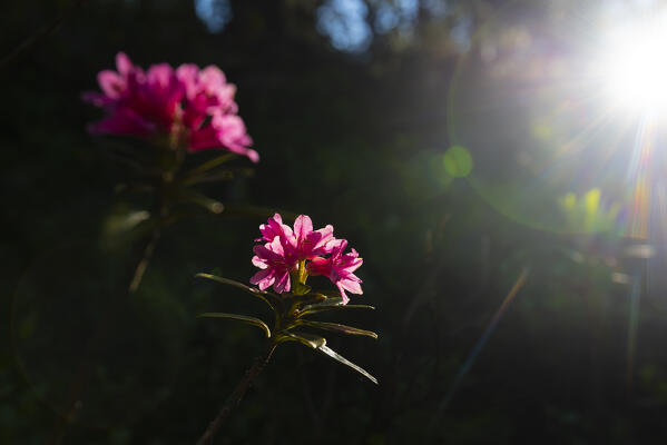 Rhododendrons in the woods, Vallon de Chalamy, Mont Avic Natural Park, Valle d Aosta, Italian alps, Italy