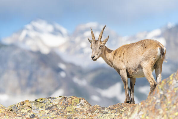 Female of ibex, Vallone delle Cime Bianche, Val d Ayas, Italian alps, Aosta valley, Italy