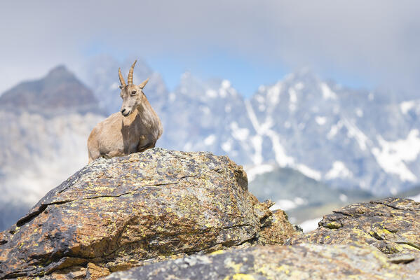 Female of ibex, Vallone delle Cime Bianche, Val d Ayas, Italian alps, Aosta valley, Italy