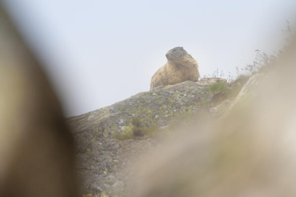 Marmot in the clouds, Valle dell Orco, Gran Paradiso National Park, Italian alps, Province of Turin, Piedmont, Italy