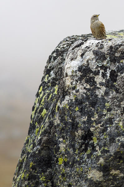 Prunella collaris in autumn (Valsavarenche, Gran Paradiso National Park, Aosta valley, Italy)