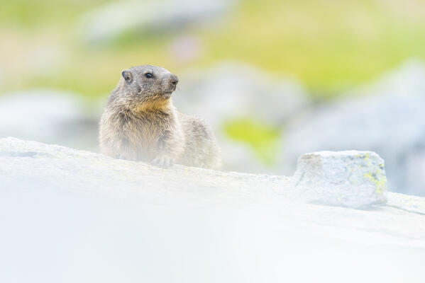 Alpine marmot, Valle dell Orco, Gran Paradiso National Park, Province of Turin, Piedmont, Italian alps, Italy