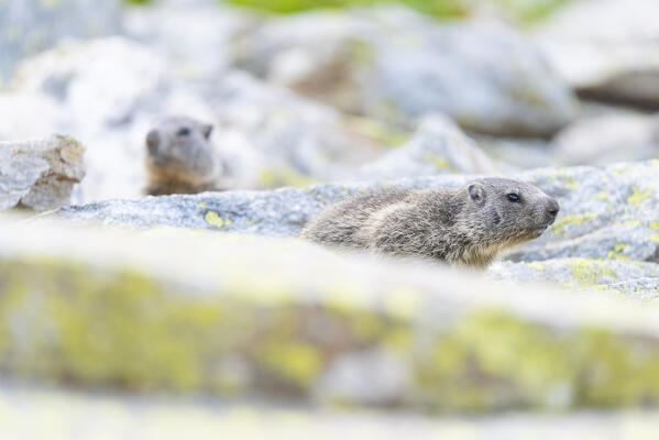 Alpine marmot, Valle dell Orco, Gran Paradiso National Park, Province of Turin, Piedmont, Italian alps, Italy