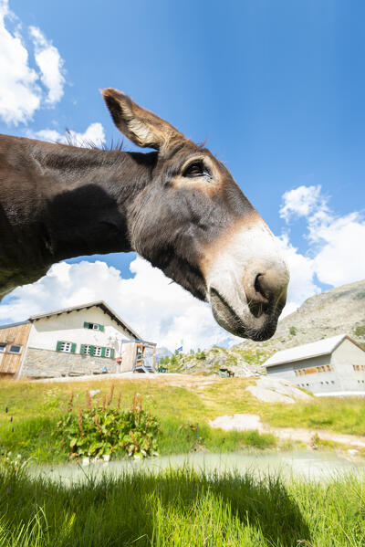 A nice donkey at Refuge Jervis, Valle dell Orco, Gran Paradiso National Park, Province of Turin, Piedmont, Italian alps, Italy