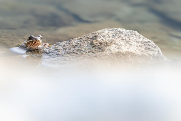 Common frog in San Martino lake, Valgrisenche, Vallee d Aoste, Italian alps, Italy