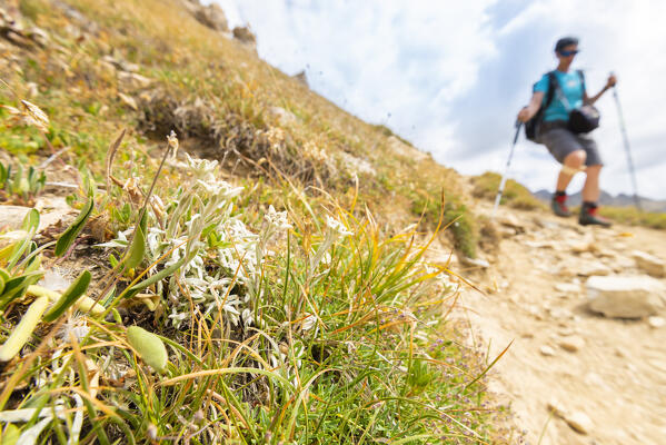 Edelweiss on the path, Mont de la Saxe, Val Sapin, Vallee d Aoste, Italian alps, Italy