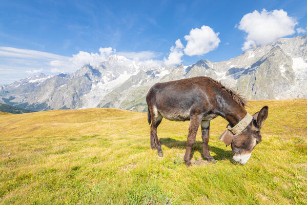 Donkey on a pasture at the top of Mont de la Saxe, Val Sapin, Vallee d Aoste, Italian alps, Italy