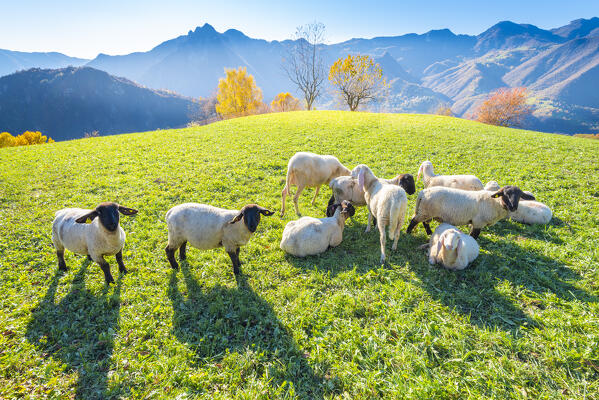 Sheeps in Val Brembana, Orobie alps, Lombardy Italian alps, Italy