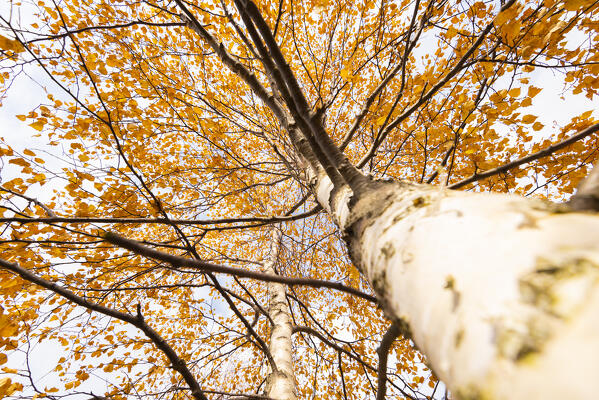 Birch in autumn, Valle Sacra, Canavese, Province of Turin, Piedmont, Italian alps, Italy