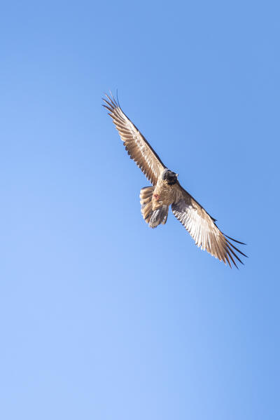 Bearded vulture, Campiglia Valley, Valle Soana, Gran Paradiso National Park, Piedmont, Province of Turin, Italian alps, Italy