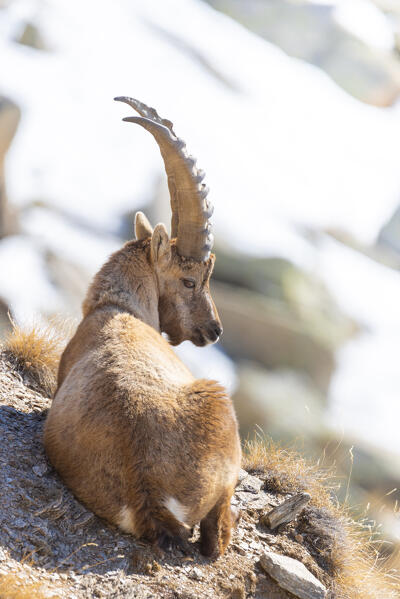 Ibex, Valle dell Orco, Gran Paradiso National Park, Piedmont, province of Turin, Graian alps, Italy