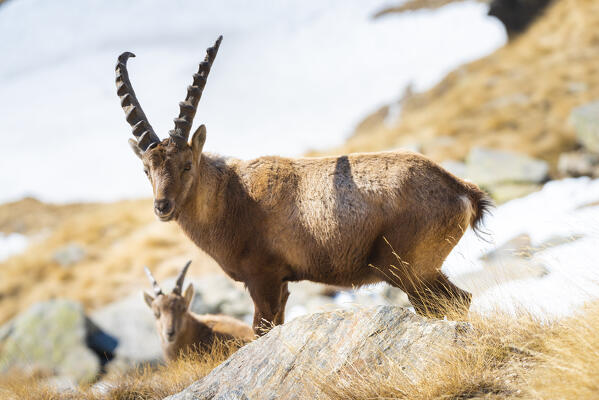 Ibexes, Valle dell Orco, Gran Paradiso National Park, Piedmont, province of Turin, Graian alps, Italy