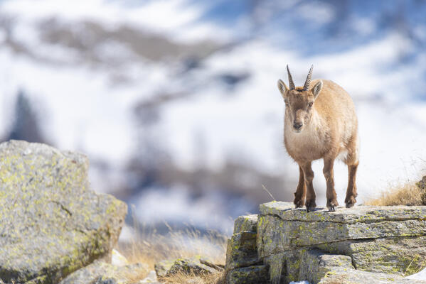Female of ibex, Valle dell Orco, Gran Paradiso National Park, Piedmont, province of Turin, Graian alps, Italy