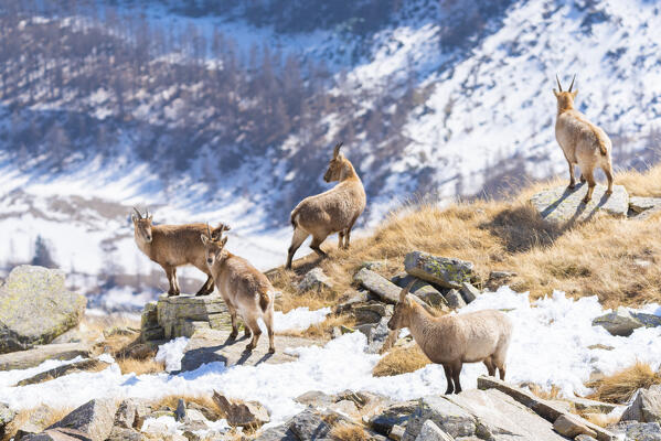 A small herd of ibexes, Valle dell Orco, Gran Paradiso National Park, Piedmont, province of Turin, Graian alps, Italy