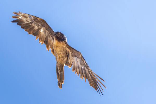 Young bearded vulture, Valle dell Orco, Gran Paradiso National Park, Piedmont, province of Turin, Graian alps, Italy