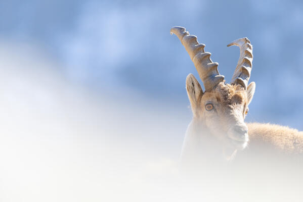 Young ibex, Valle dell Orco, Gran Paradiso National Park, Piedmont, province of Turin, Graian alps, Italy
