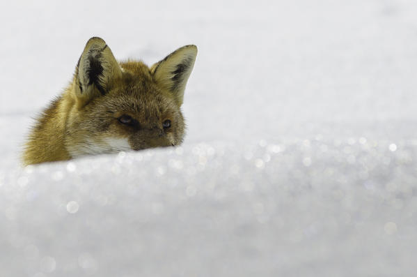The eyes of a fox, in the snow. (Orco Valley, Gran Paradiso National Park, Piedmont, Italy)