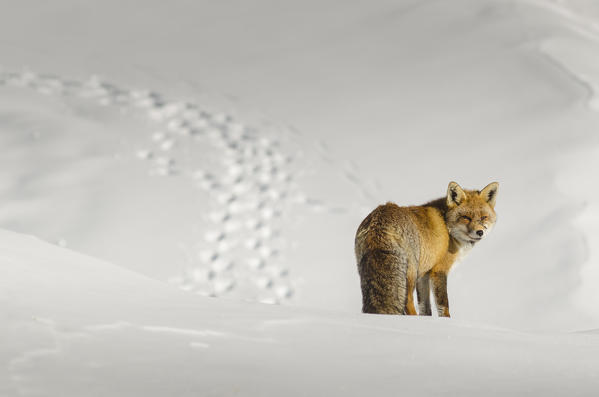 Fox in the snow and footprints. Valle dell'Orco, Gran Paradiso National Park, Piedmont, Italy