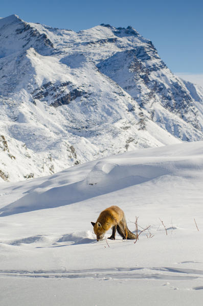 Red fox (Orco Valley, Gran Paradiso National Park, Piedmont, Italian alps)