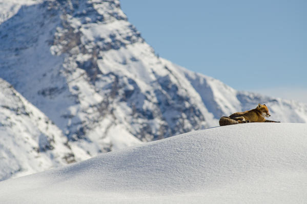 Red fox (Orco Valley, Gran Paradiso National Park, Piedmont, Italian alps)