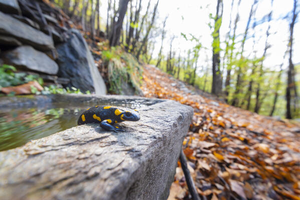Salamander on a fountain, Arnad, Valle d Aosta, Italian Alps, Italy