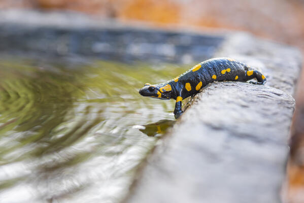 Salamander on a fountain, Arnad, Valle d Aosta, Italian Alps, Italy