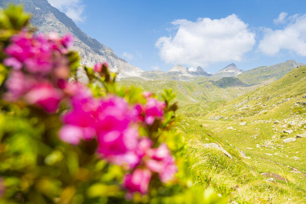 The Cime Bianche valley, Val d Ayas, Valle d Aosta, Italian alps, Italy