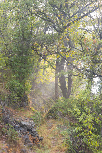 Woods in early autumn, Chatillon, Aosta Valley, Italian alps, Italy