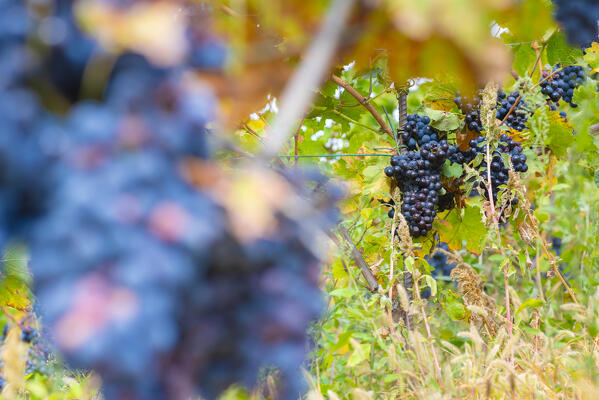 Wineyard in Chambave, Aosta Valley, Italian alps, Italy