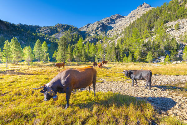 Cows near Panaz lake, Chalamy valley, Mont Avic natural park, Champdepraz, Aosta Valley, Italian alps, Italy