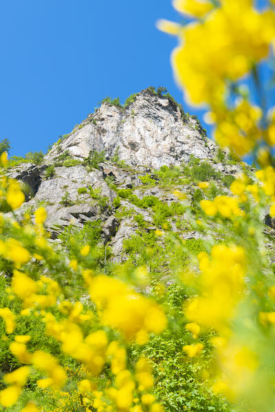 Laburnum under the cliff, Val Cairasca, Divedro valley, Ossola, province of Verbano Cusio Ossola, Piedmont, Italy