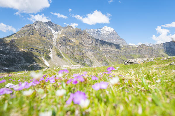 Punta Valgrande and Monte Leone, seen from the meadows under Monte Teggiolo, Val Cairasca, Divedro valley, Ossola, province of Verbano Cusio Ossola, Piedmont, Italy
