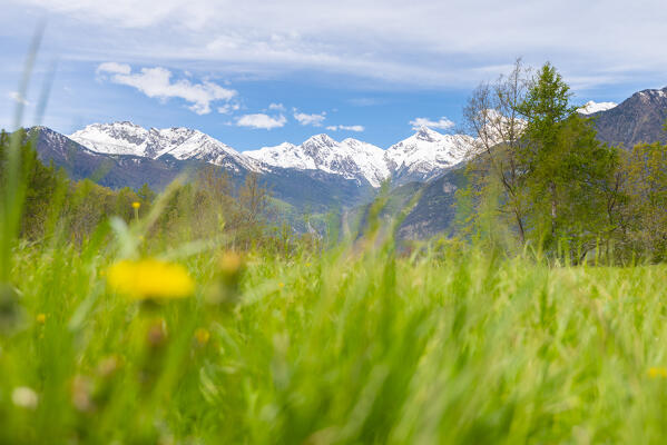 Peaks of Mont Avic Natural Park, seen from the fields of Col d Arlaz, Val d Ayas, Aosta Valley, Italian alps, Italy