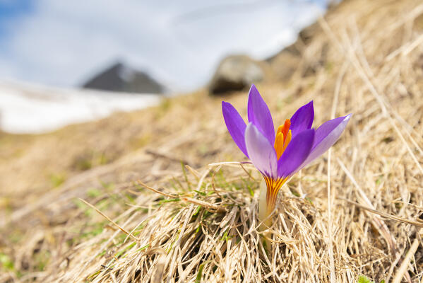 Crocus at the beginning of springtime, Campiglia valley, Valle Soana, Gran Paradiso National Park, Province of Turin, Piedmont