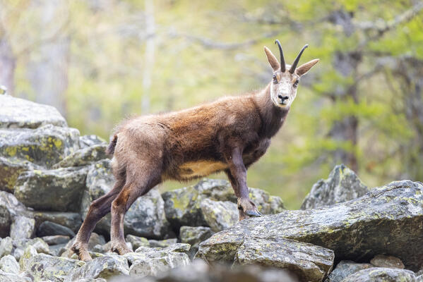 Chamois, Campiglia valley, Valle Soana, Gran Paradiso National Park, Province of Turin, Piedmont