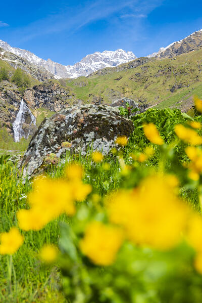 Meadows in Vallone del Roc, Orco valley, Gran Paradiso National Park, Canavese, province of Turin, Piedmont, Italy