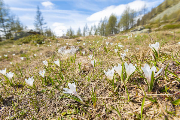 Meadow with crocuses, Orco valley, Gran Paradiso National Park, Canavese, province of Turin, Piedmont, Italy