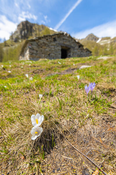Crocuses near a mountain pasture, Orco valley, Gran Paradiso National Park, Canavese, province of Turin, Piedmont, Italy