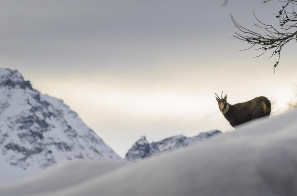 Chamois (Cogne Valley, Gran Paradiso National Park, Aosta Valley, Italian alps, Italy)