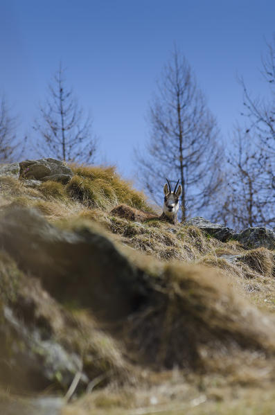 Chamois in the springtime (Valle Soana, Gran Paradiso National Park, Piedmont, Italy)